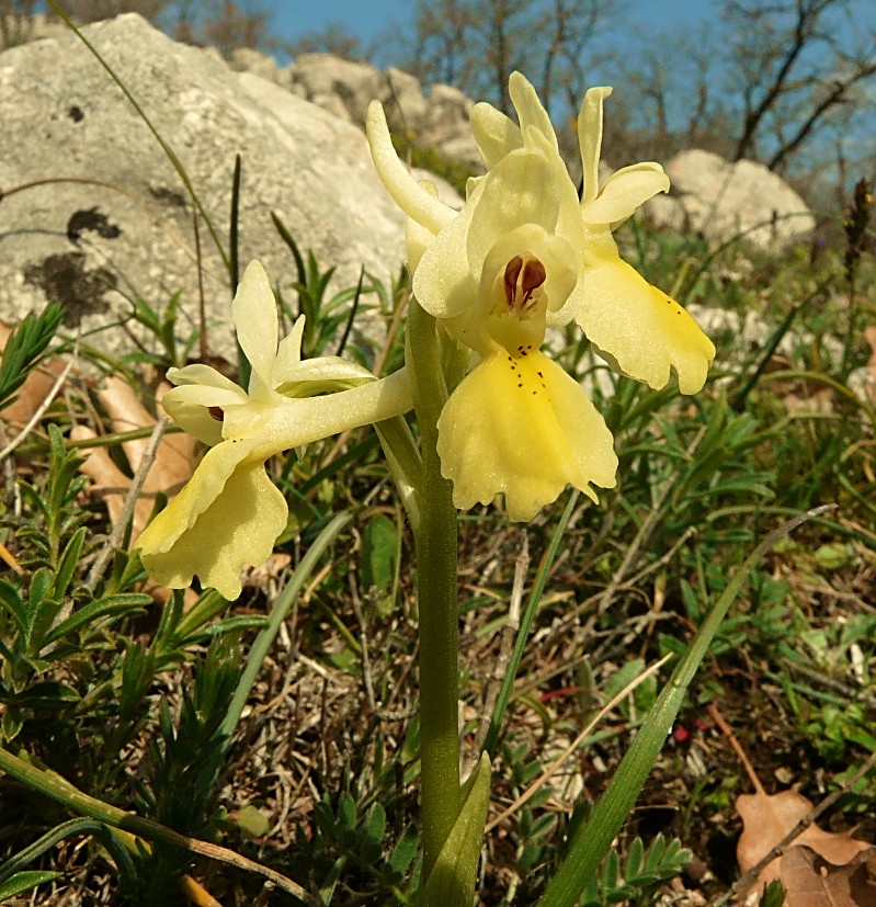 Orchis pauciflora